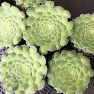 ساکولنت گیاه بشقابی از بالا