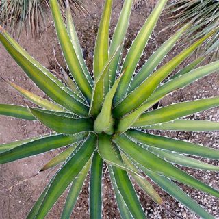 بذر آگاوا کرچووی