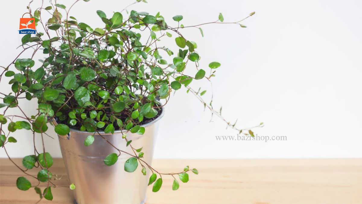 همه چیز درباره گل پیچک سوئدی