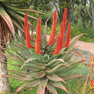 ساکولنت آلوئه فروکس زیبا