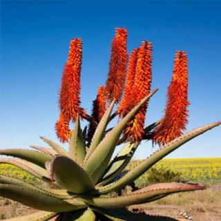 بذر ساکولنت آلوئه فروکس