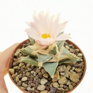 بذر کاکتوس آریوکارپوس رتوسوس