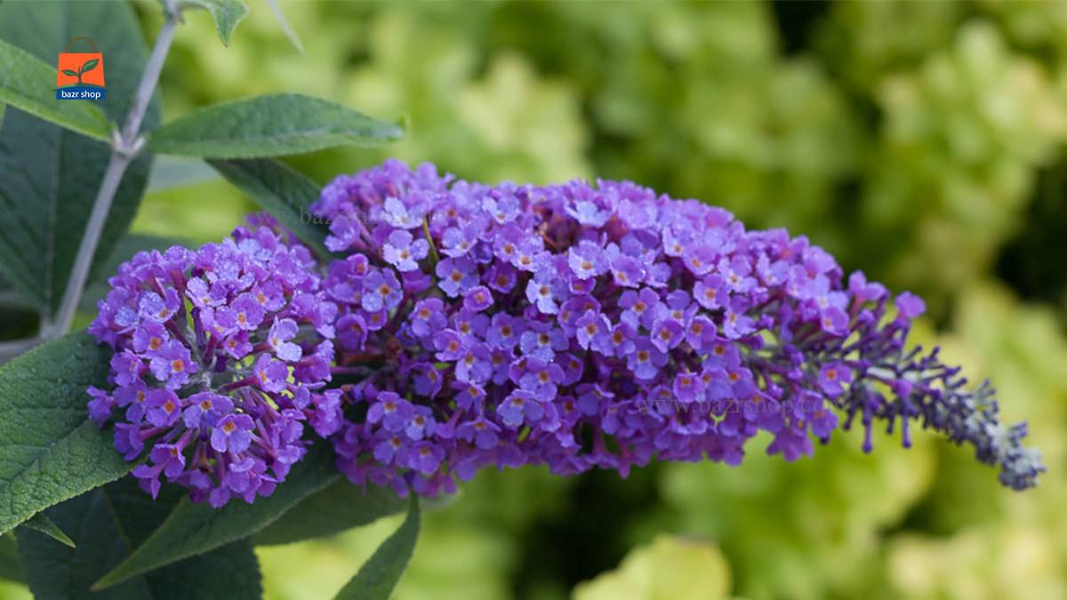 گلهای معطر باغ