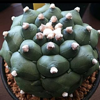 بذر استریاس کیکو میکس