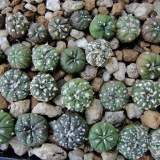 کاکتوس استریاس سوپر کاباتو زیبا