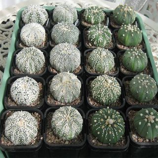 بذر کاکتوس استریاس سوپر کاباتو