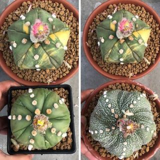 کاکتوس آستروفیتوم آستریاس روری و فوکوریو زیبا