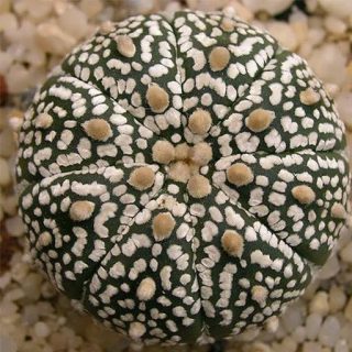 کاکتوس آستروفیتوم آستریاس سوپرکوباتو