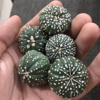 کاکتوس آستروفیتوم آستریاس سوپرکوباتو زیبا