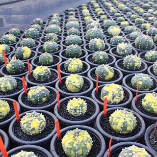 کاکتوس آستریاس ابلق