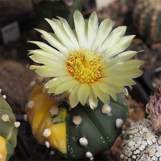 کاکتوس آستریاس ابلق