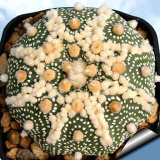 کاکتوس آستریفیتوم هانازونا زیبا