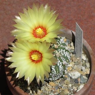 بذر آستریاس کوکاباتو میکس