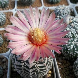 بذر آستریاس کوکاباتو میکس