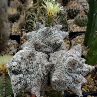 آستروفیتوم کوهایلنس زیبا