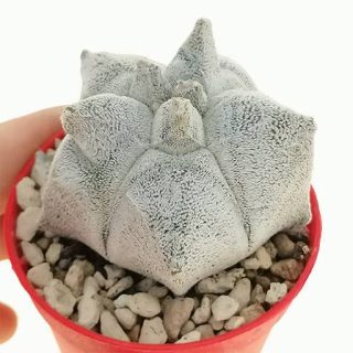 بذر کاکتوس آستروفیتوم کوهایلنس