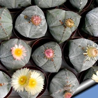 مرستیگما انزاکا زیبا