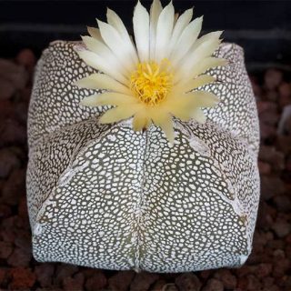 بذر کاکتوس مرستیگما انزاکا