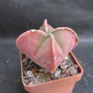 بذر کاکتوس آستروفیتوم میروستیگما صورتی