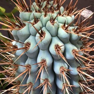 کاکتوس آزروسرئوس وریدیس