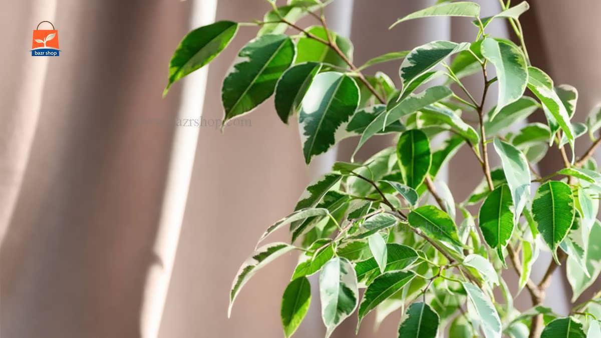 گیاه بنحامین بلک