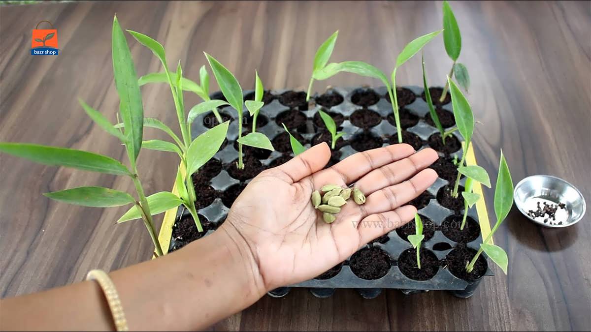 اموزش کاشت هل