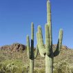 کاکتوس ساگوارو