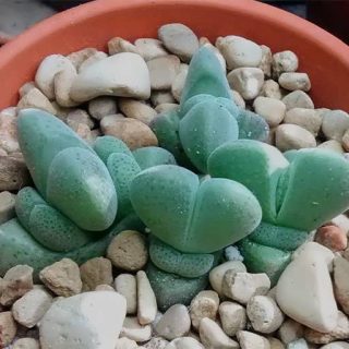 بذر ساکولنت صد کله