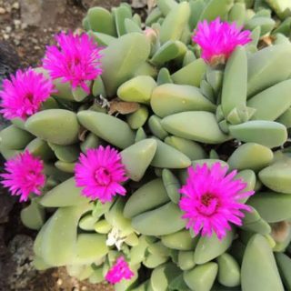 بذر ساکولنت صد کله