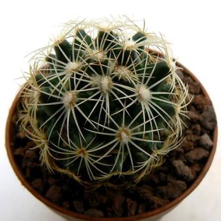 بذر کوریفانتا رادیانس