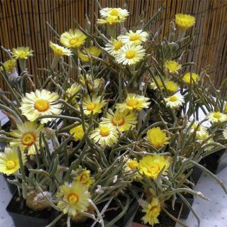 کاکتوس آستروفیتوم کاپوت مدوسا زیبا