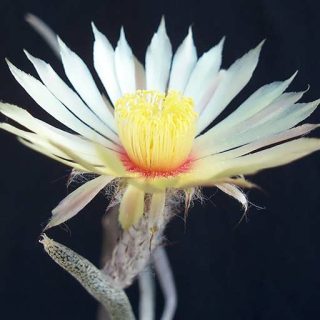 بذر آستروفیتوم کاپوت مدوسا