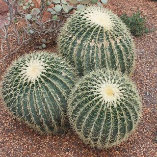 کاکتوس اچینو گروزنی تیغ زرد