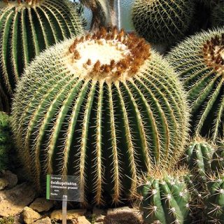 بذر کاکتوس اچینو گروزنی تیغ زرد اصلی