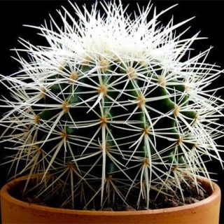 بذر کاکتوس اچینو تیغ سفید