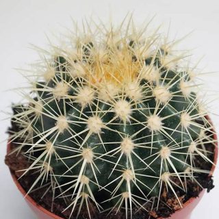 بذر کاکتوس اچینو تیغ سفید بالا