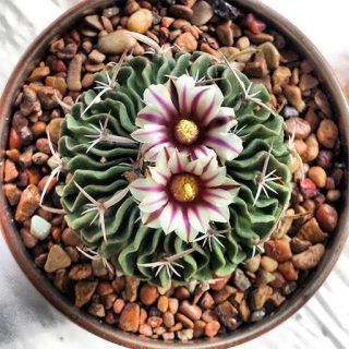 بذر کاکتوس اچینوفوسالو میکس از بالا