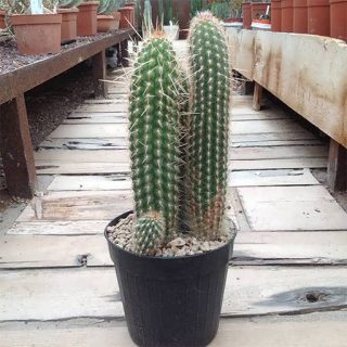 اسپوستوا میرابیلیس در گلدان