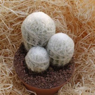 کاکتوس اسپوستوا نانا بالا