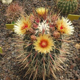 فرو کاکتوس گاتسی