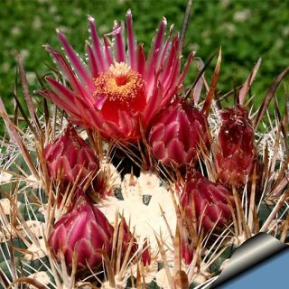 گیاه کاکتوس گاتسی