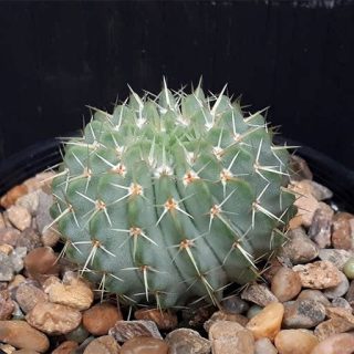 فرو گلایوسنس زیبا