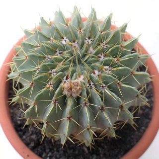 بذر فرو گلایوسنس