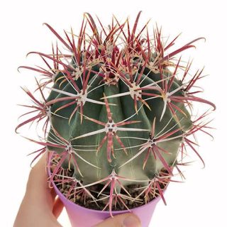 بذر فرو گراسیلیس