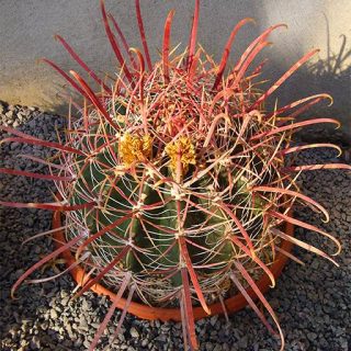 فرو کاکتوس پنینسولا از بالا