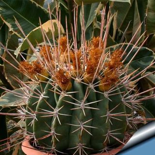 کاکتوس فرو رکتیسپینوس
