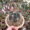 کاکتوس فرو رکتیسپینوس در گلدان