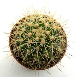 بذر فرو شوارزی