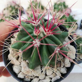 فرو کاکتوس استاینسی در گلدان