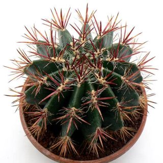 بذر فرو کاکتوس استاینسی